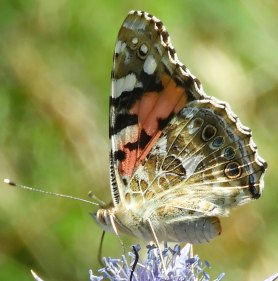 35-Vanessa cardui