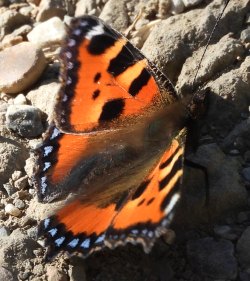 36-aglais urticae