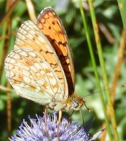 Argynnis niobe