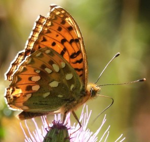 Argynnis aglaja