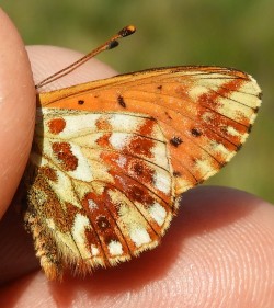 Boloria pales