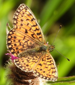 Boloria selene