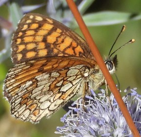 Melitaea athalia