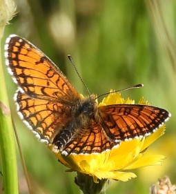 Melitaea parthenoides