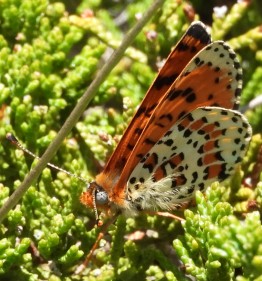 Melitaea didyma