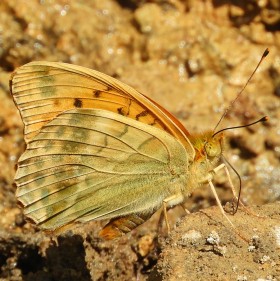 Argynnis paphia