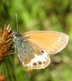 Coenonympha arcania