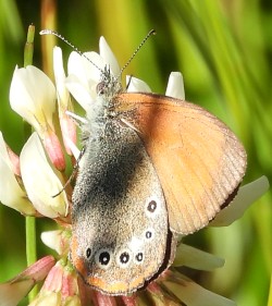 Coenonympha glycerion glycerion