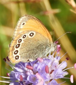 Coenonympha glycerion iphioides