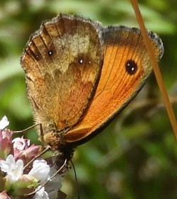 Pyronia tithonus