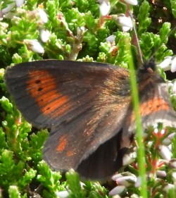 Erebia epiphron