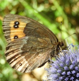 Erebia palarica