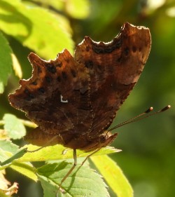 Polygonia c-album