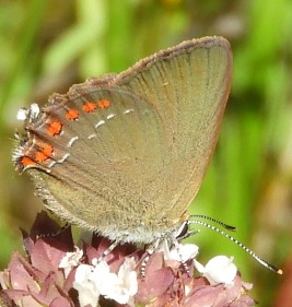 Satyrium ilicis.jpg