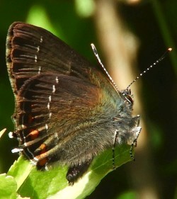 Satyrium esculi.jpg