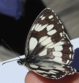 Melanargia galathea