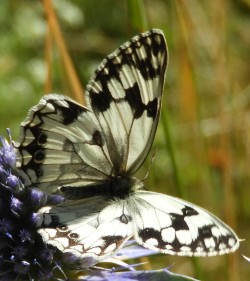 Melanargia lachesis