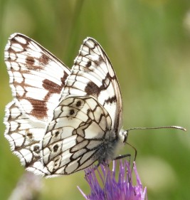 Melanargia russiae