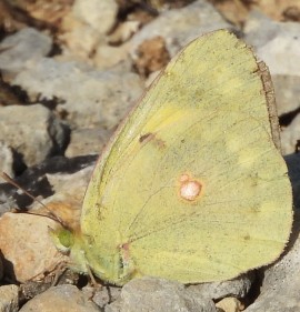 71-Colias croceus