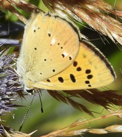 Lycaena virgaurea