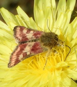 Schinia cardui