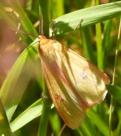 Diacrisia sannio