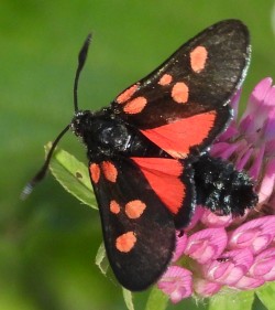 Zygaena lonicerae