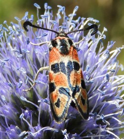 Zygaena fausta