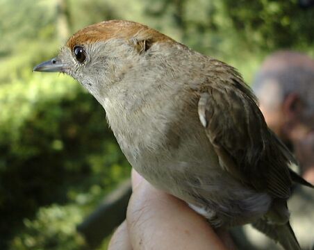 Sylvia atricapilla