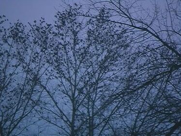 Starenschwarm im Baum