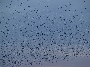 Starenschwarm im Flug