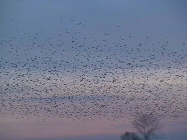 Starenschwarm im Flug