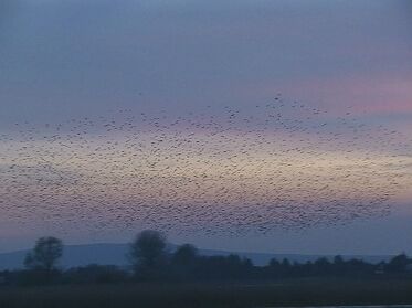 Starenschwarm im Flug