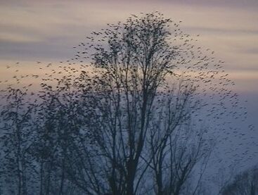 Starenschwarm im Flug