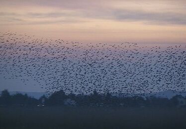 Starenschwarm im Flug